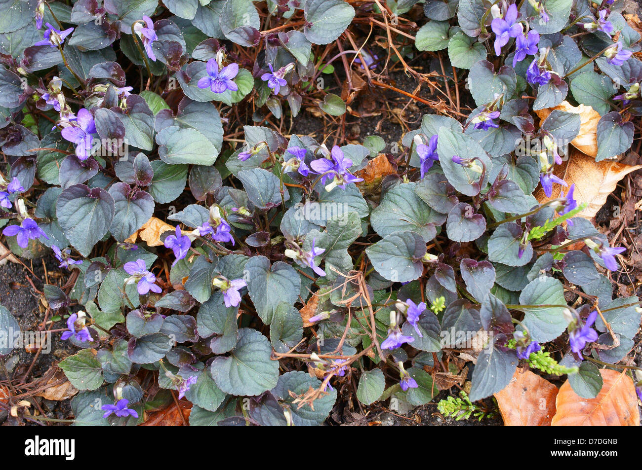 Viola labradorica chien chien Américain Alpine violet violet violet violet, chien labrador Banque D'Images