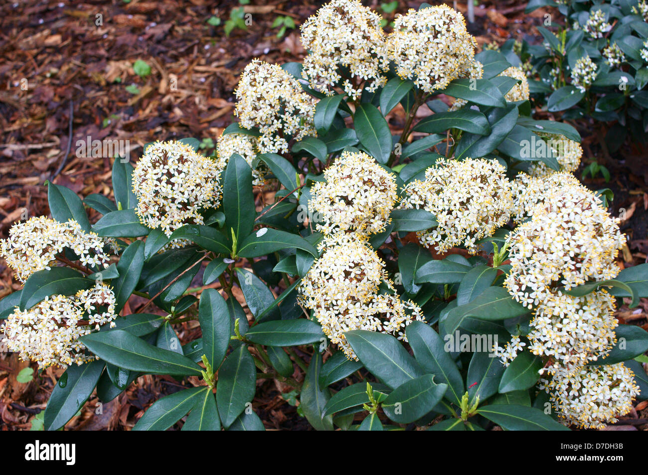 Skimmia japonica fleur de printemps Banque D'Images