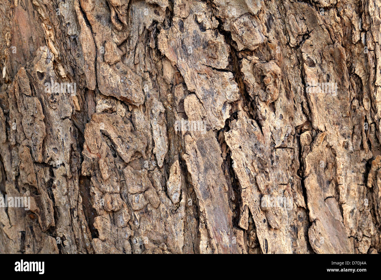 Macro-vision de l'écorce de l'arbre d'olive Banque D'Images