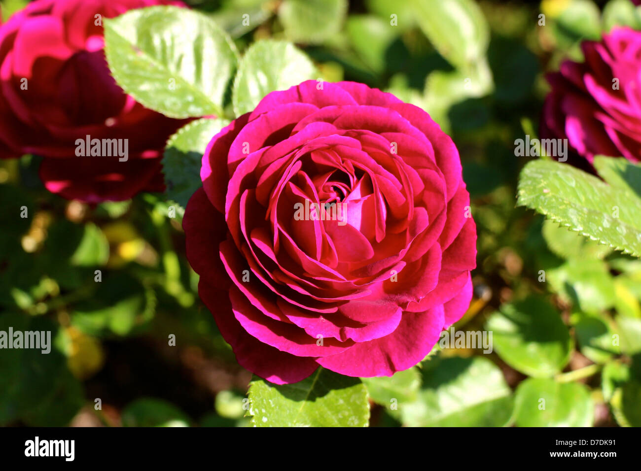 Twilight Zone Rose, grandiflora, Carruth planté au San Jose Municipal Rose Garden en 2013. Banque D'Images