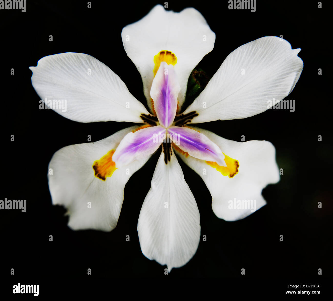 Orchid de la jungle tropicale du Costa Rica Banque D'Images