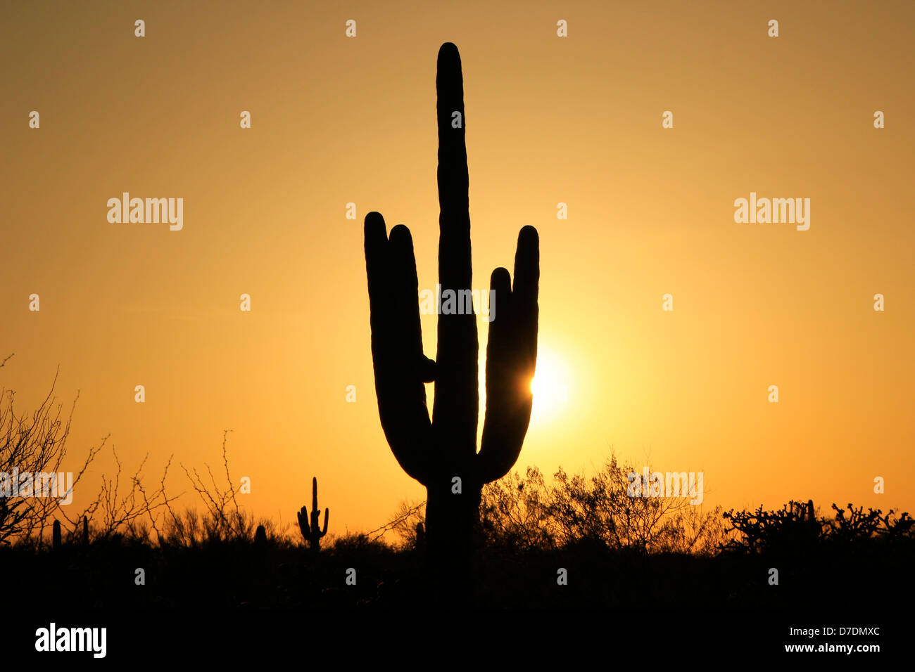 Saguaro National Park au coucher du soleil, Arizona, USA Banque D'Images