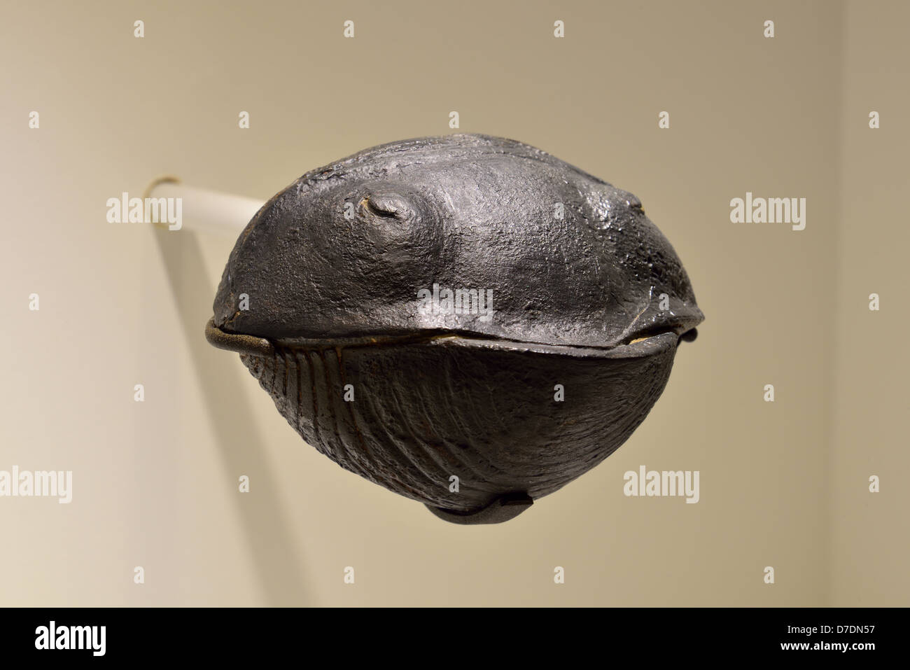Un trilobites fossilisés en position recroquevillée. Banque D'Images