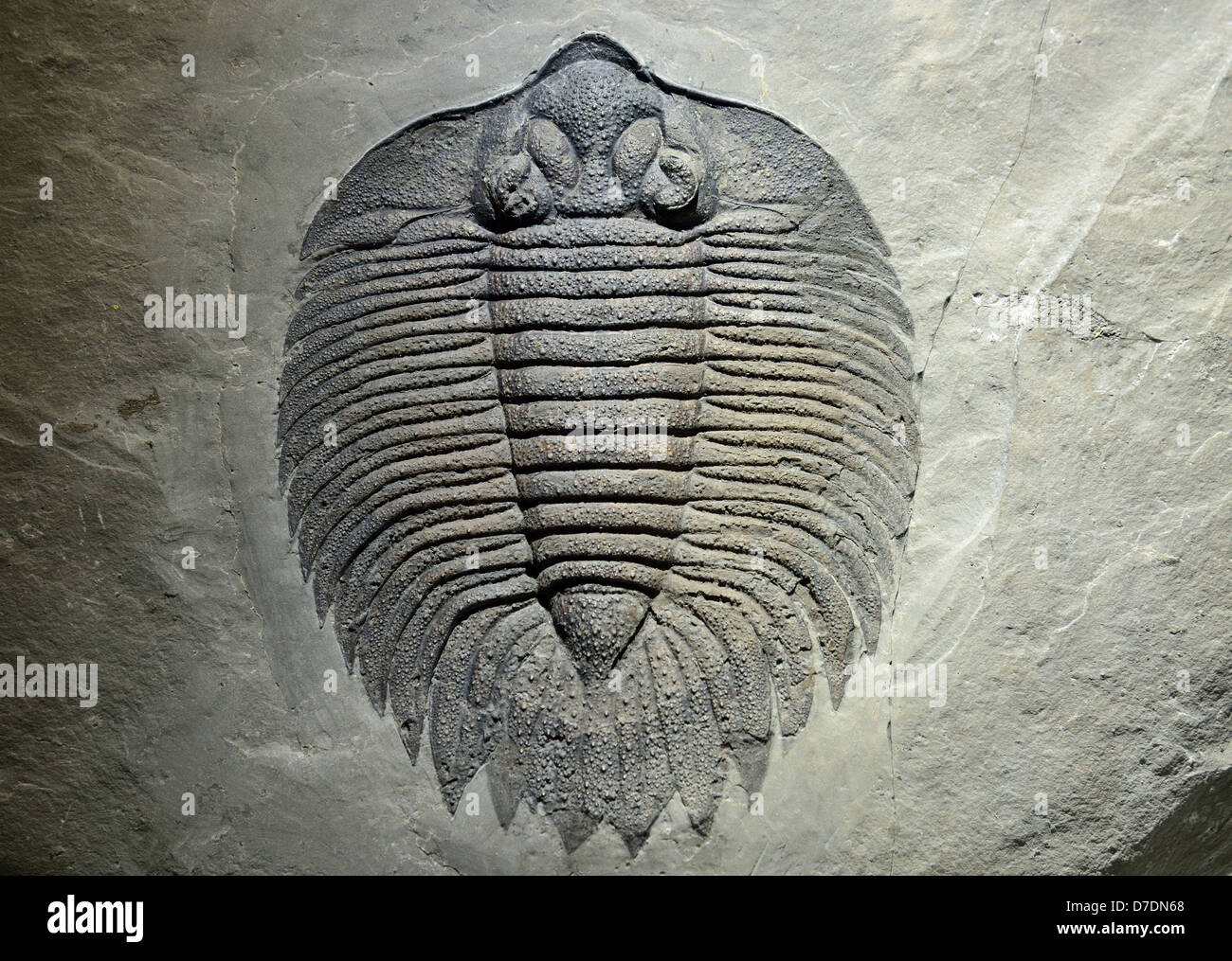 Trilobite fossile Arctinurus boltoni. L'âge du Silurien. Banque D'Images