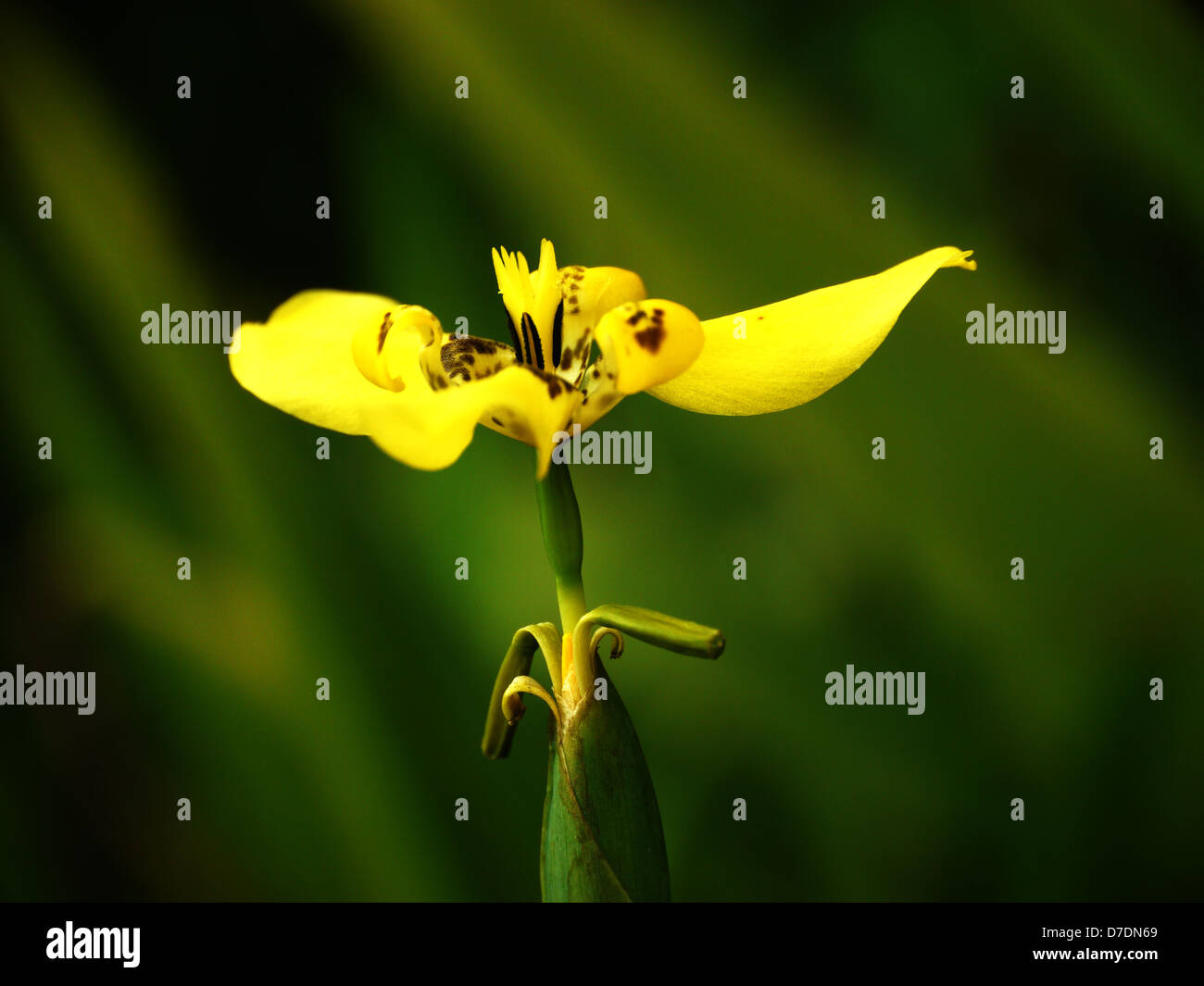 Fleur jaune dans un domaine tropical Banque D'Images