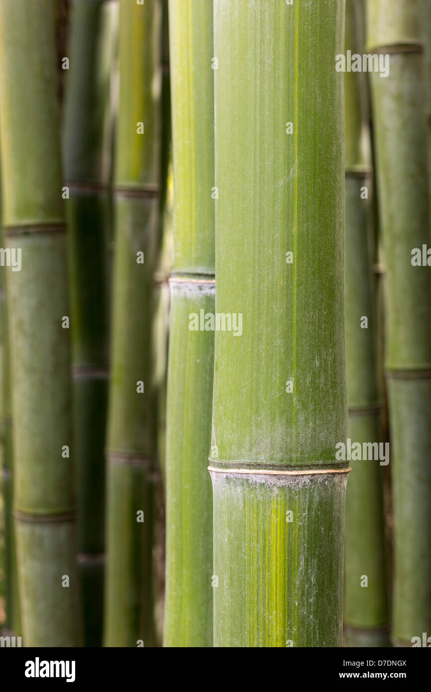 Gros plan du bambou vert roseaux Banque D'Images