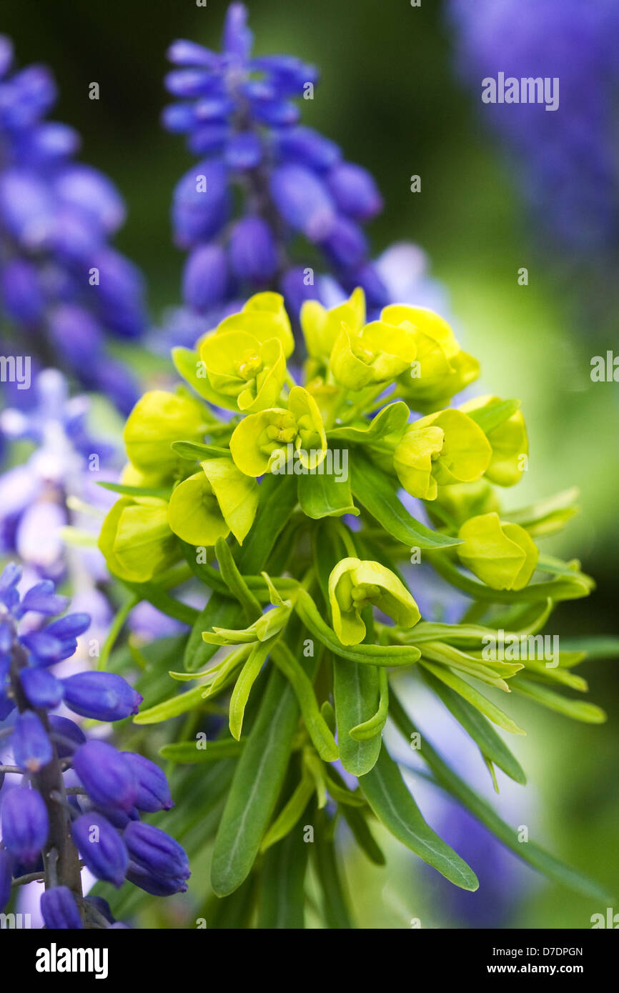 Parmi les fleurs muscari Euphorbia. Banque D'Images