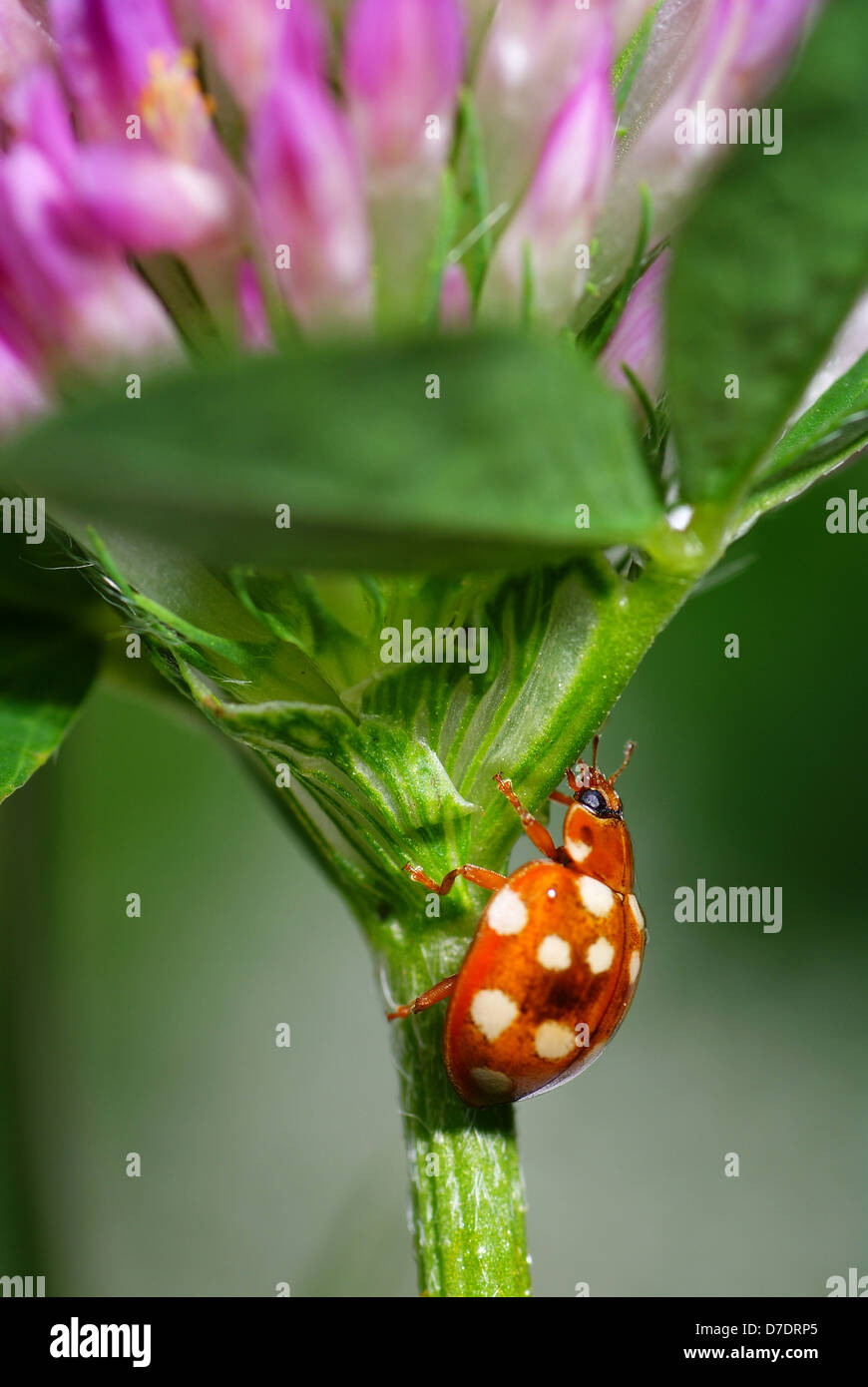 Ladybird trèfle brun moucheté sur tige Banque D'Images
