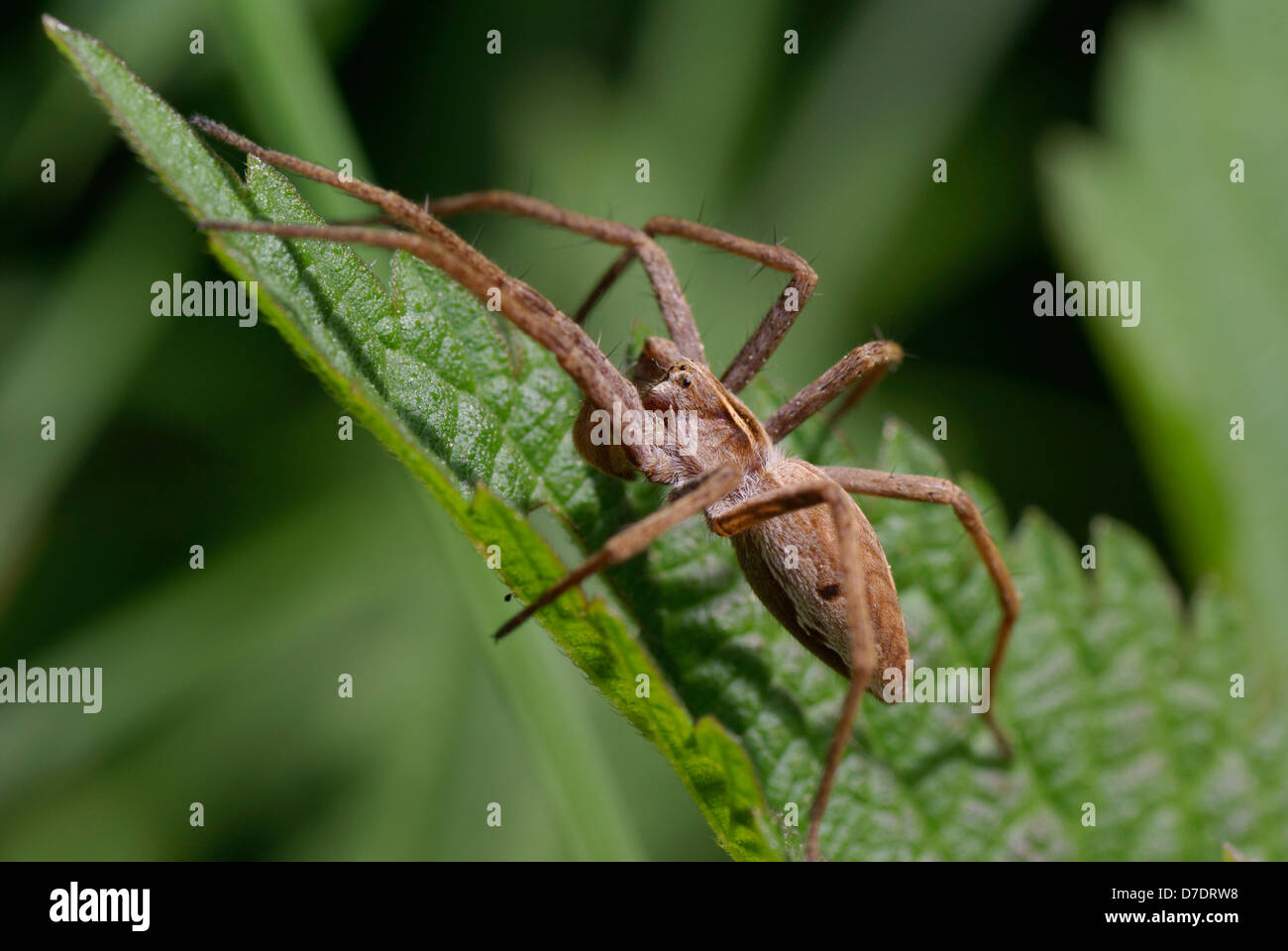 Grosse araignée effrayante sur vert feuille d'ortie Banque D'Images