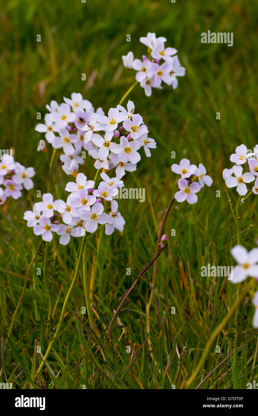 Fleur de coucou ou Lady's Smock Cardamine pratensis Banque D'Images