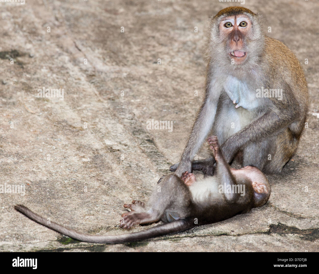 Les Singes sauvages à la Batu cave temple Kuala Lumpur Banque D'Images