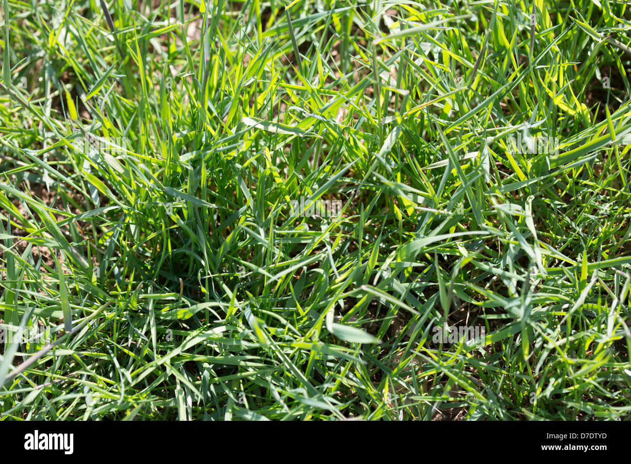 L'herbe noire Resistan Photo Tim Scrivener 07850303986 tim@agriphoto.com É.couvrant l'agriculture dans l'UKÉ. Banque D'Images