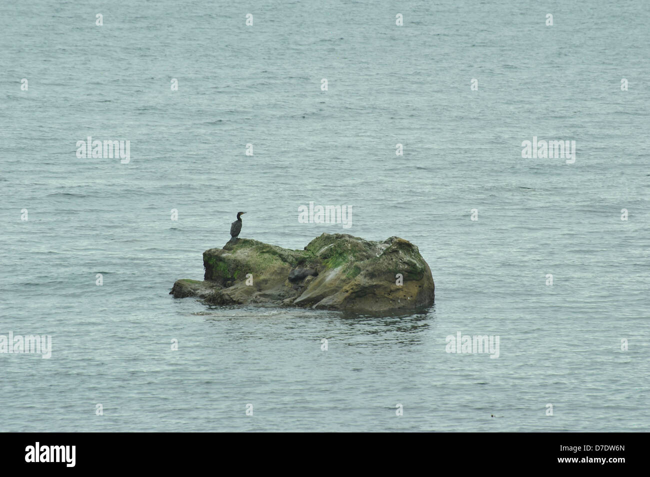 Assis sur Gannet Rock en mer du Nord Banque D'Images