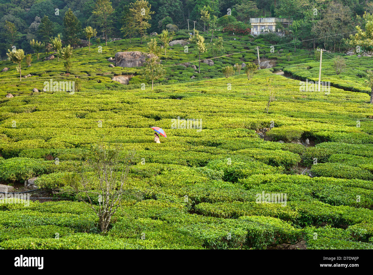 Les belles plantations de thé de Munnar, une station de colline dans la région de Kerala, Inde Banque D'Images