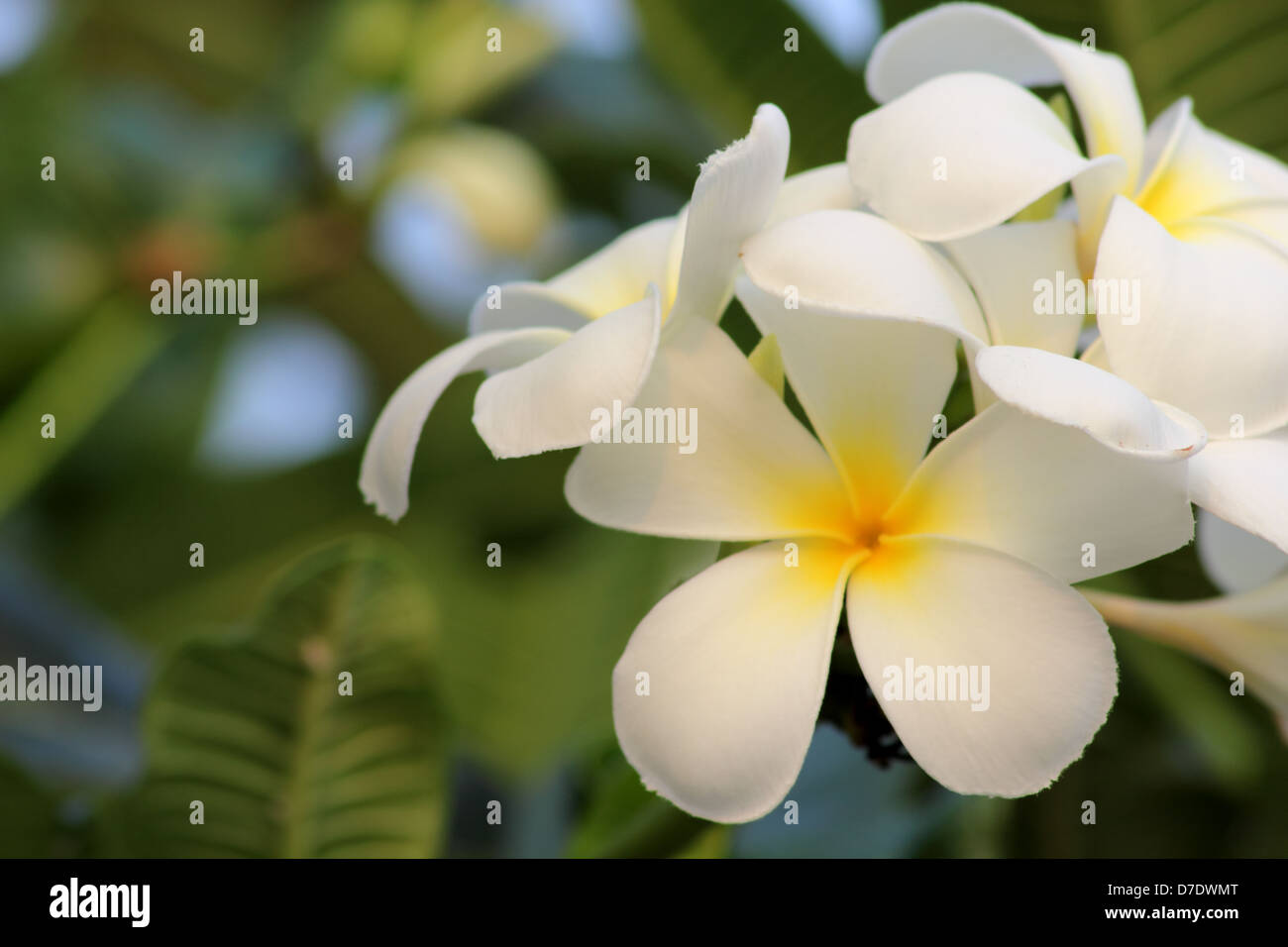 Le frangipanier est la fleur nationale Photo Stock - Alamy