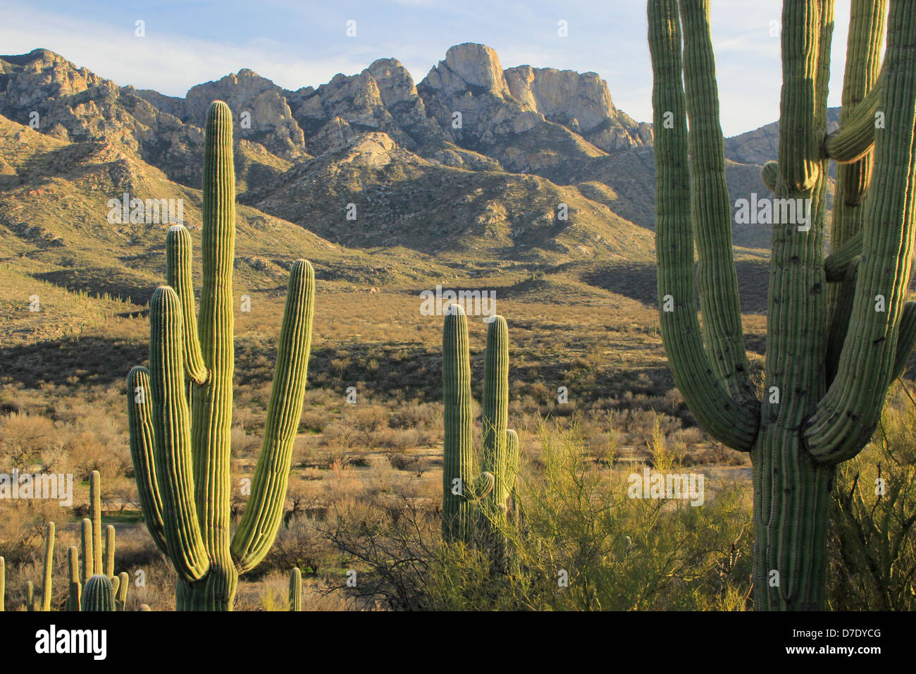 Cactus Saguaro en Catalina State Park, Arizona, USA Banque D'Images