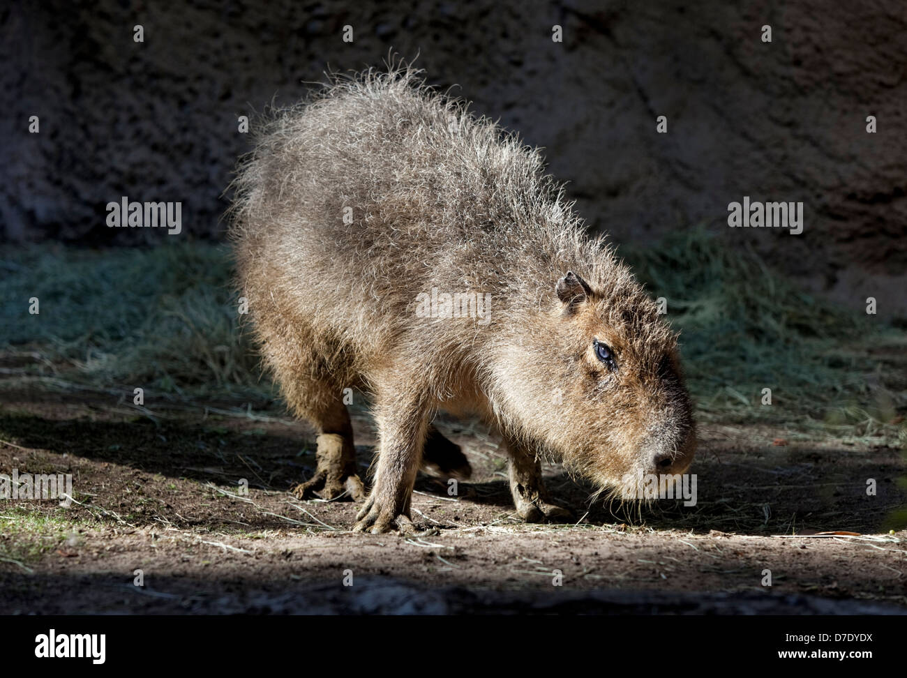 Capybara (Hydrochoerus hydrochaeris) - Le plus grand rongeur du monde Banque D'Images