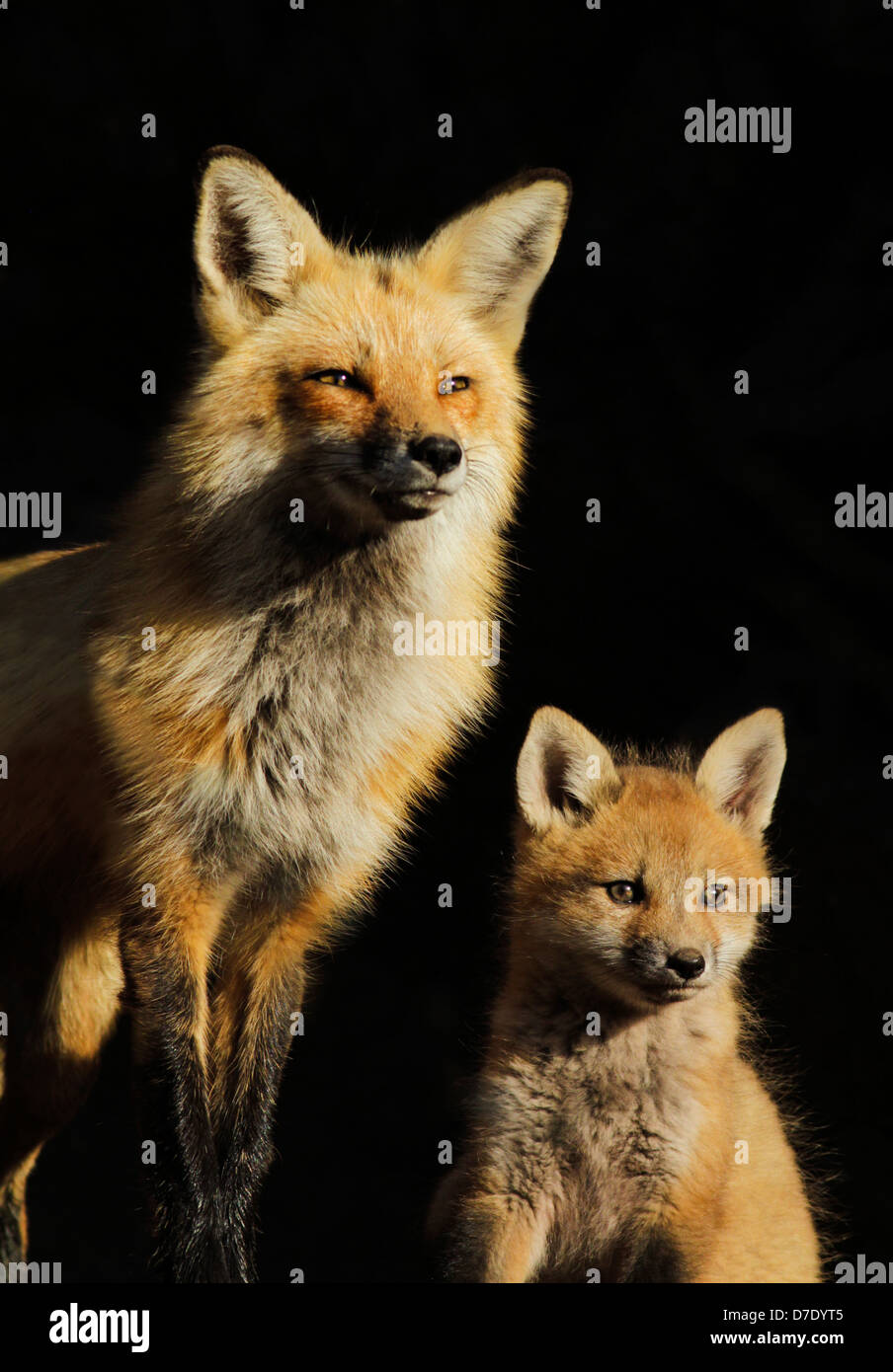 Portrait de famille. Red Fox femelle avec deux petits mois isolé sur fond noir. Banque D'Images