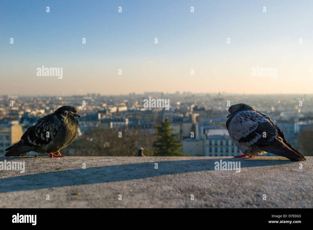 Deux pigeons avec une vue imprenable sur Paris. Banque D'Images