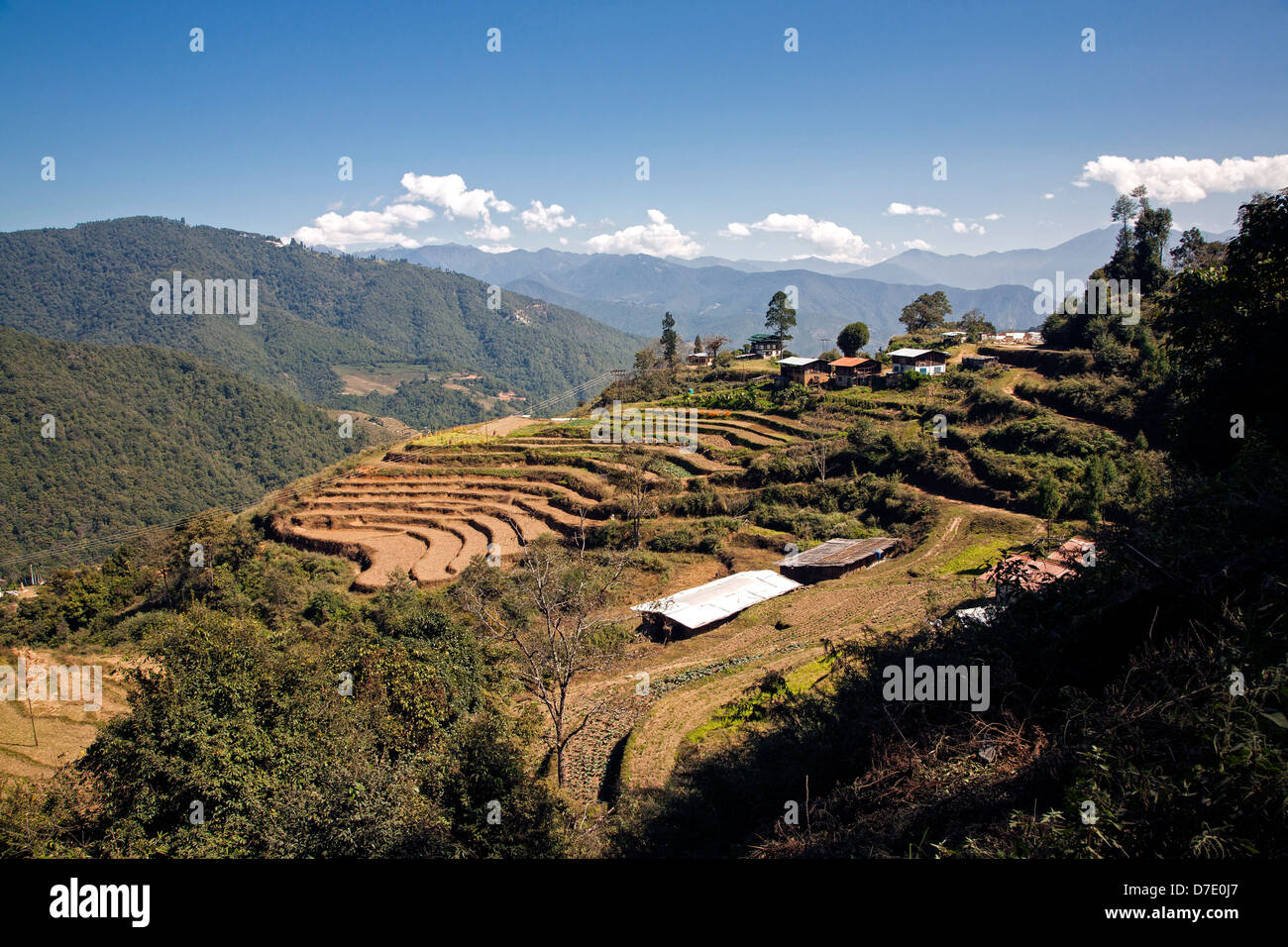 Les rizières en terrasses sur la montagne route de Thimphu à Punakha. Le Bhoutan. Banque D'Images