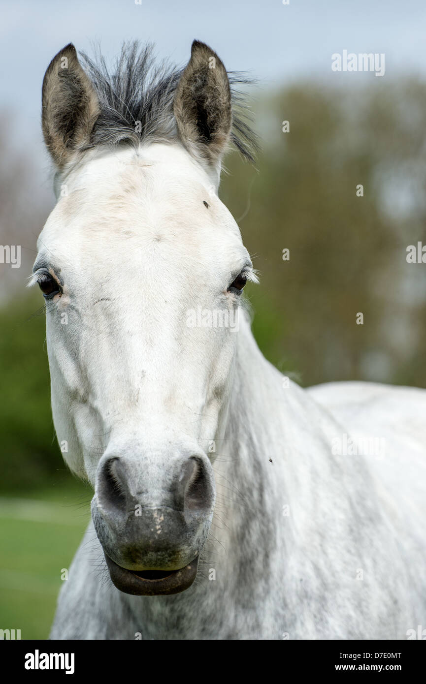 Visage et à la tête d'un cheval looking at camera Banque D'Images