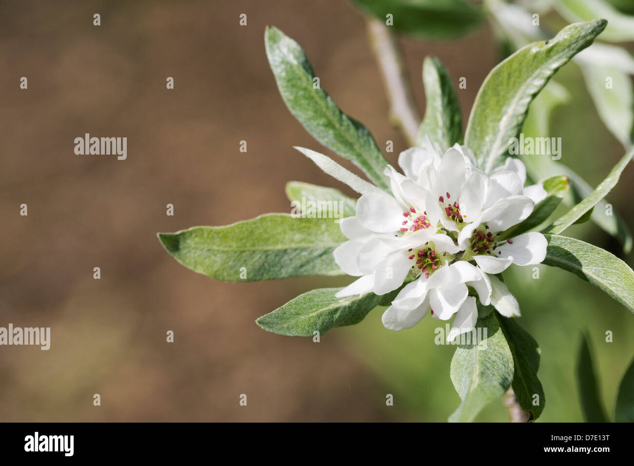 Pyrus salicifolia orientalis. Feuilles de saule de poire. Banque D'Images