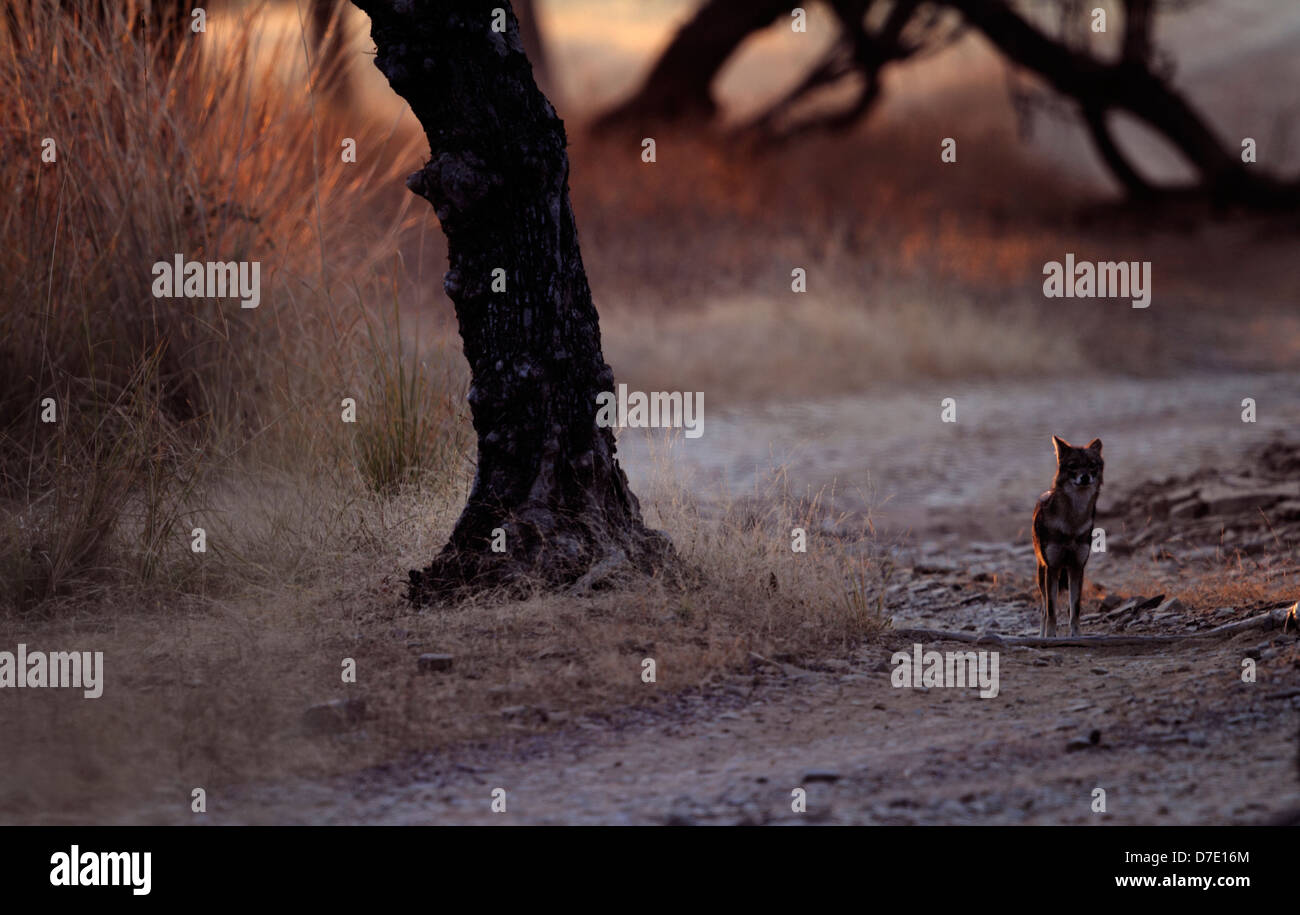 Le Chacal dans la soirée la lumière de Ranthambhore Banque D'Images