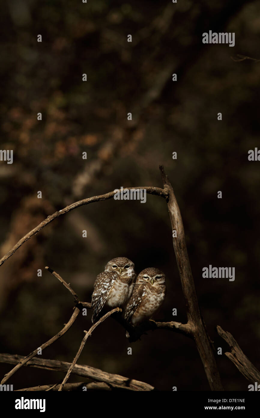 Une paire de points de repos Owlets sur un arbre dans le parc national de Ranthambhore Banque D'Images