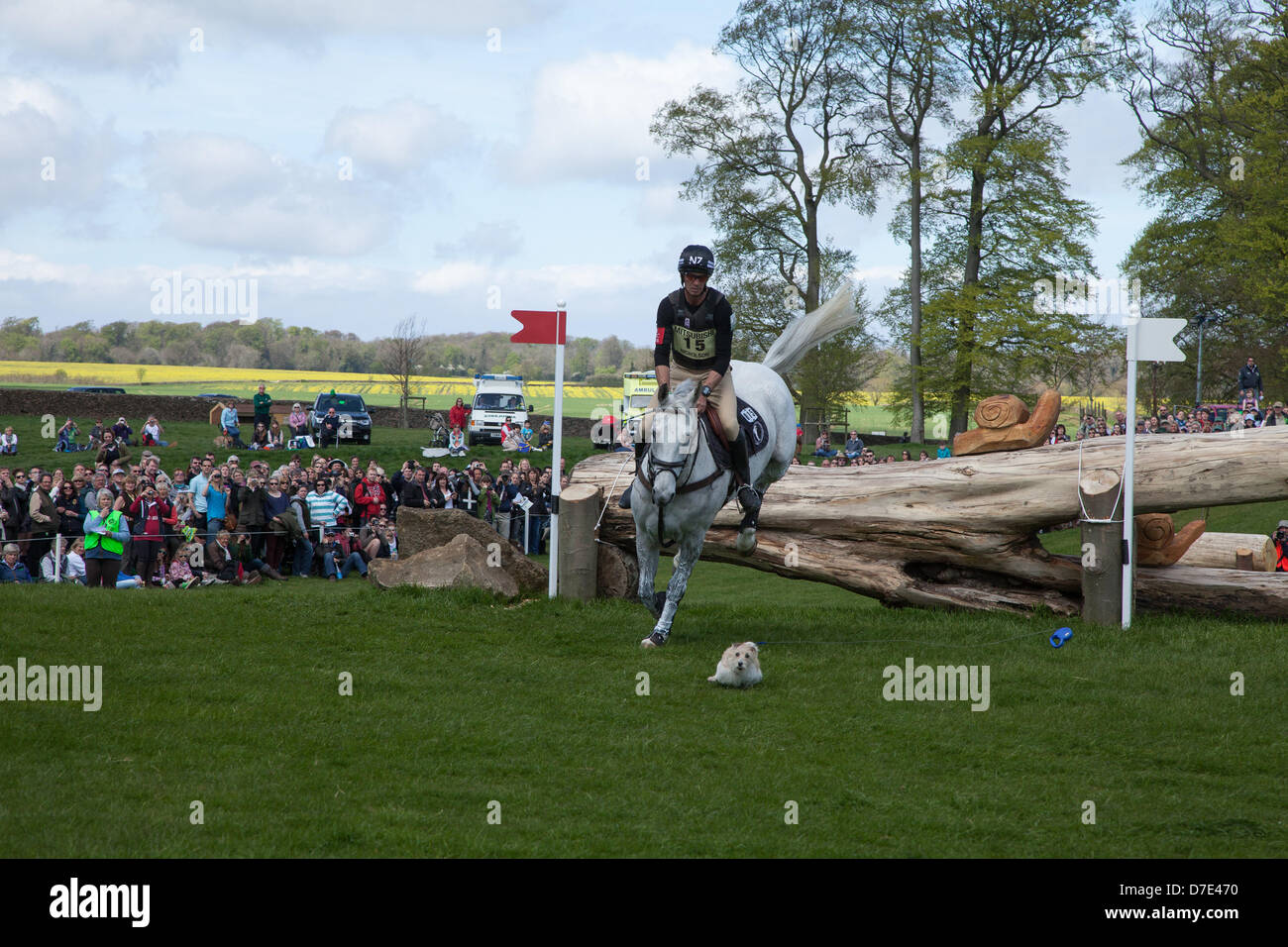 Badminton, Royaume-Uni, 5 mai 2013. New Zealand's Andrew Nicholson, équitation, Avebury est imperturbable lorsqu'un chien a couru sur le parcours en chemin au cours de l'Andrew Badminton Horse Trials Cross-country événement. Le chien courut à pleine vitesse dans la zone d'atterrissage de jump 5 HorseQuest au saut de carrière, faisant glisser sa laisse derrière lui. Banque D'Images