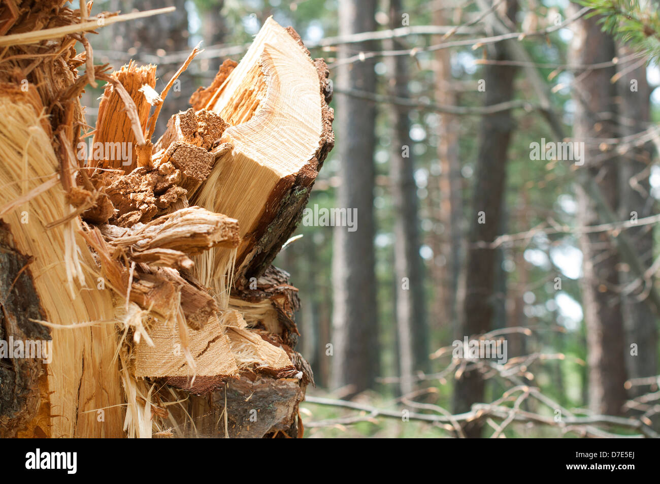 La déforestation. Fendre du bois dans la forêt Banque D'Images