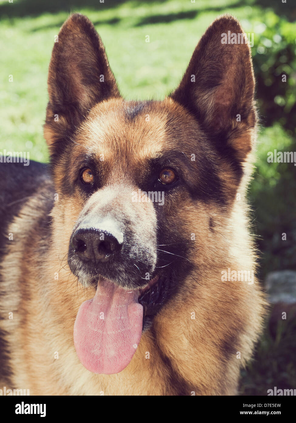 Portrait de berger allemand à l'extérieur. Une belle et fidèle animal Banque D'Images