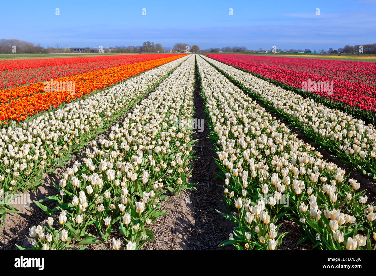Beaucoup de rouge, blanc, orange sur les champs de tulipes hollandais, Schagen, North Holland Banque D'Images