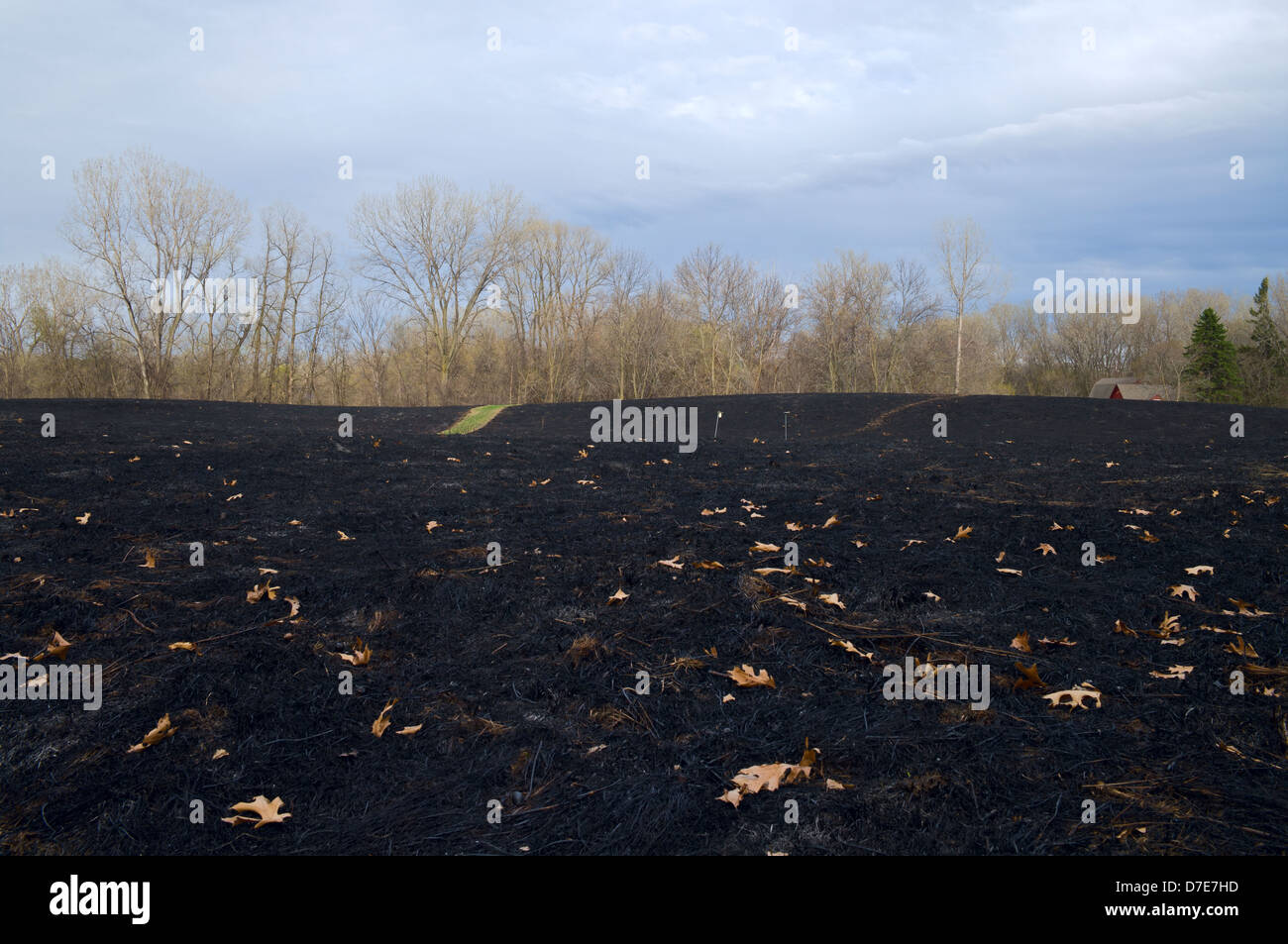 Prairie et brûlée noir après brûlage contrôlé avec des arbres en arrière-plan Banque D'Images