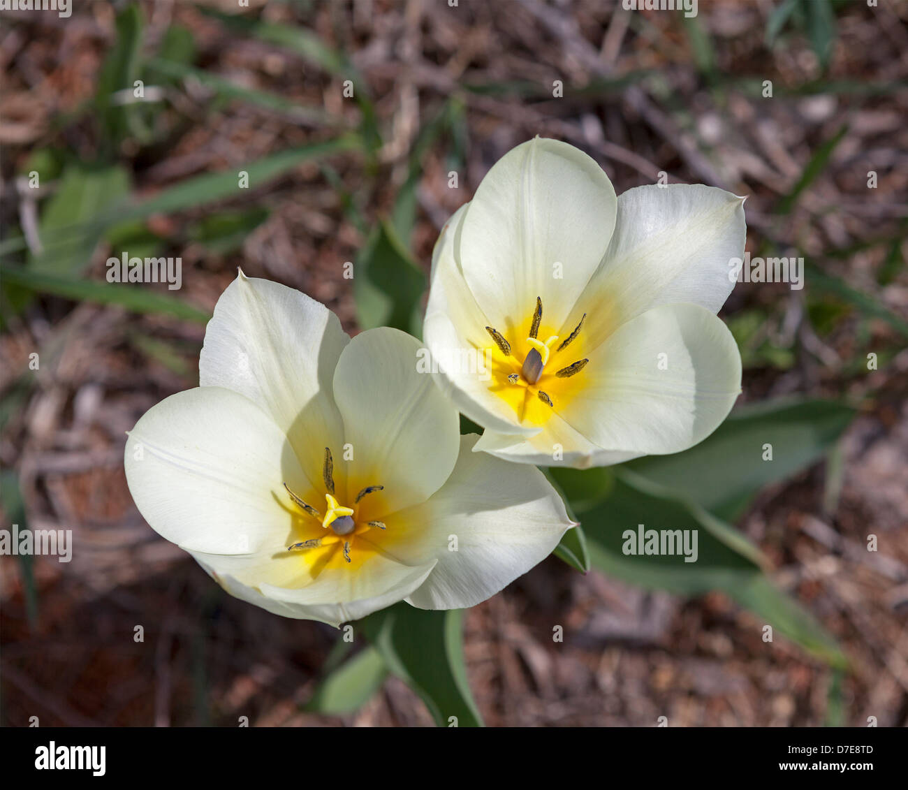 Les tulipes fleurissent au printemps. Banque D'Images