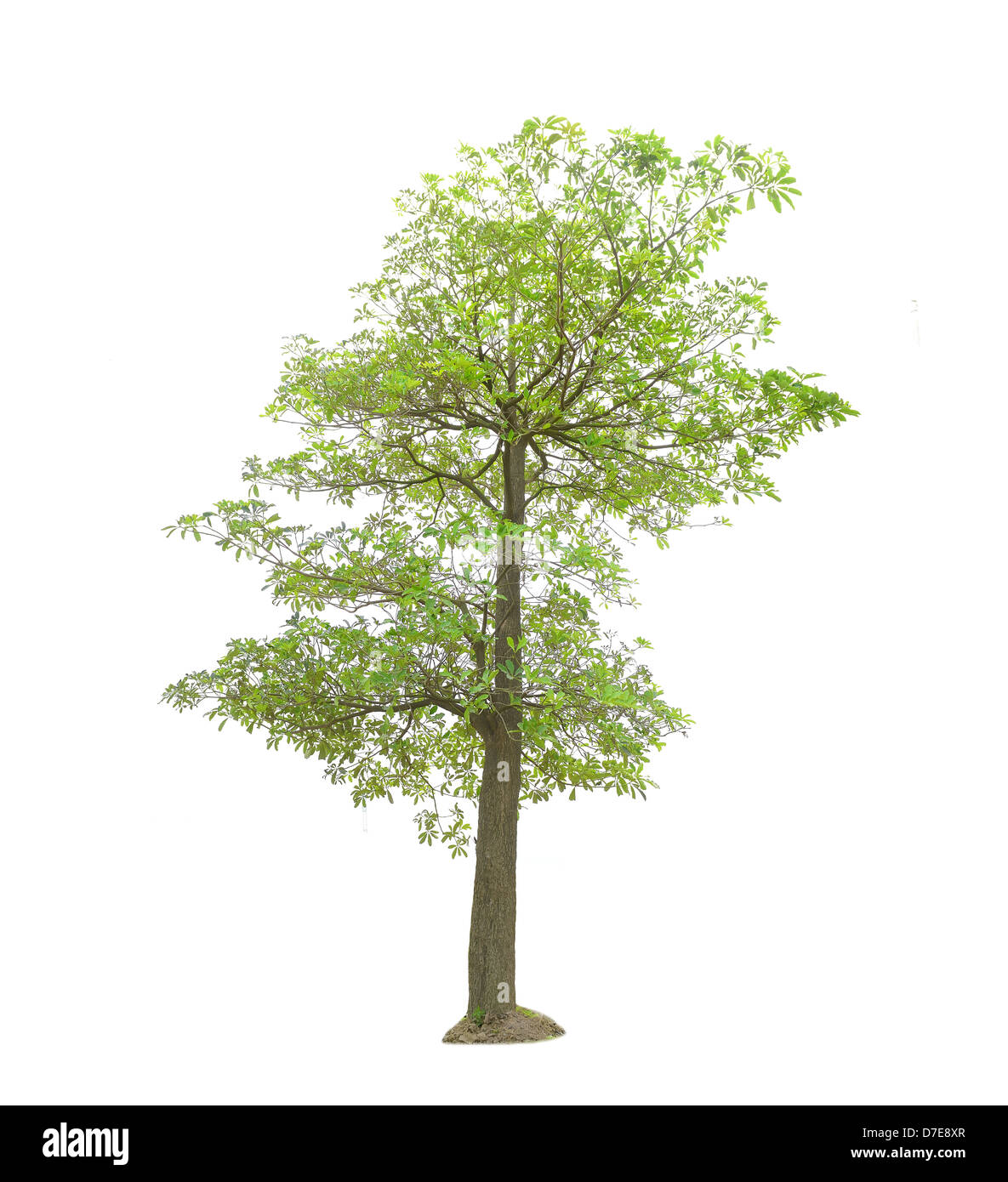 Les arbres verts isolated on white Banque D'Images