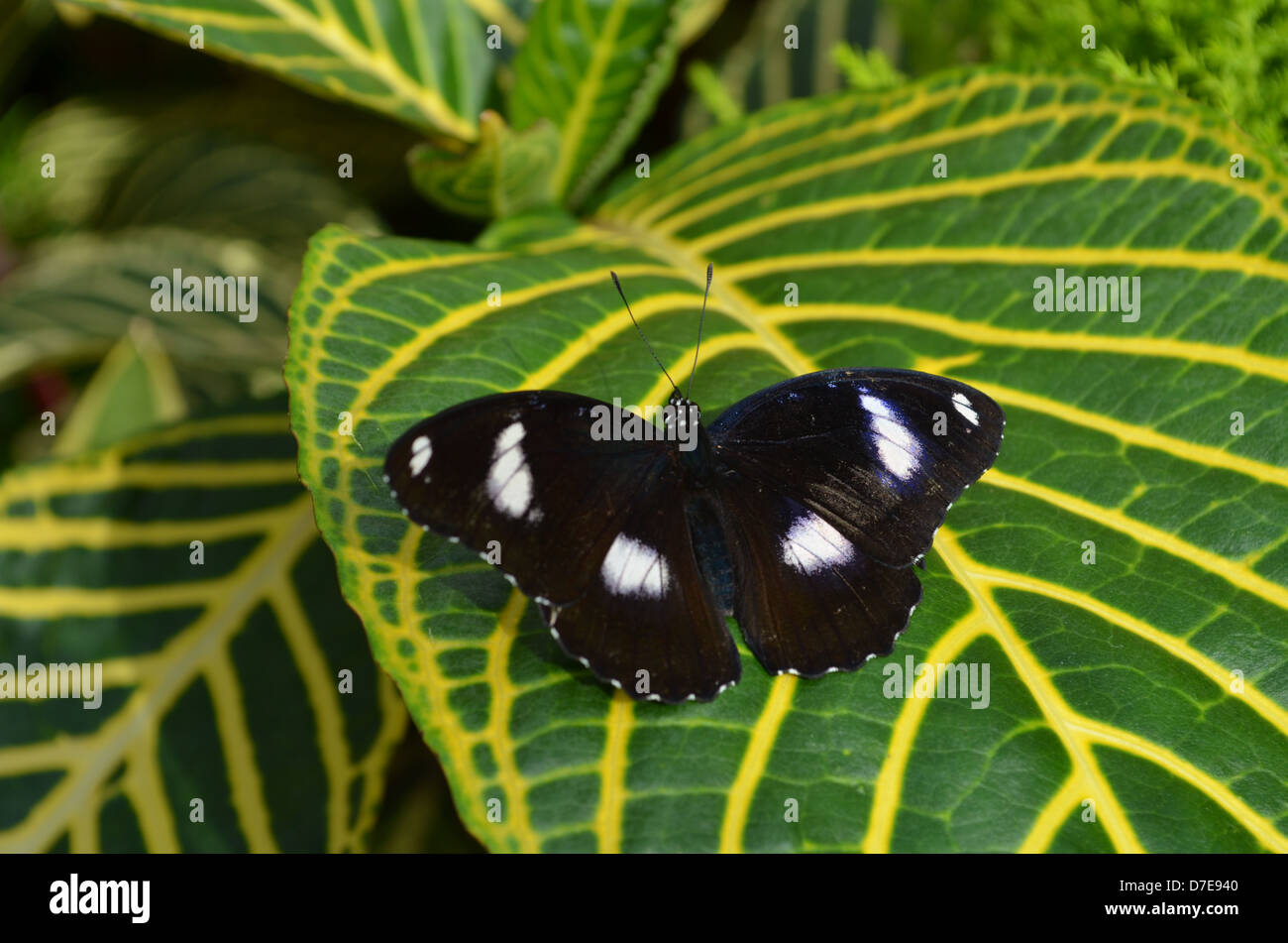 Papillon noir et blanc sur la feuille jaune et vert Banque D'Images