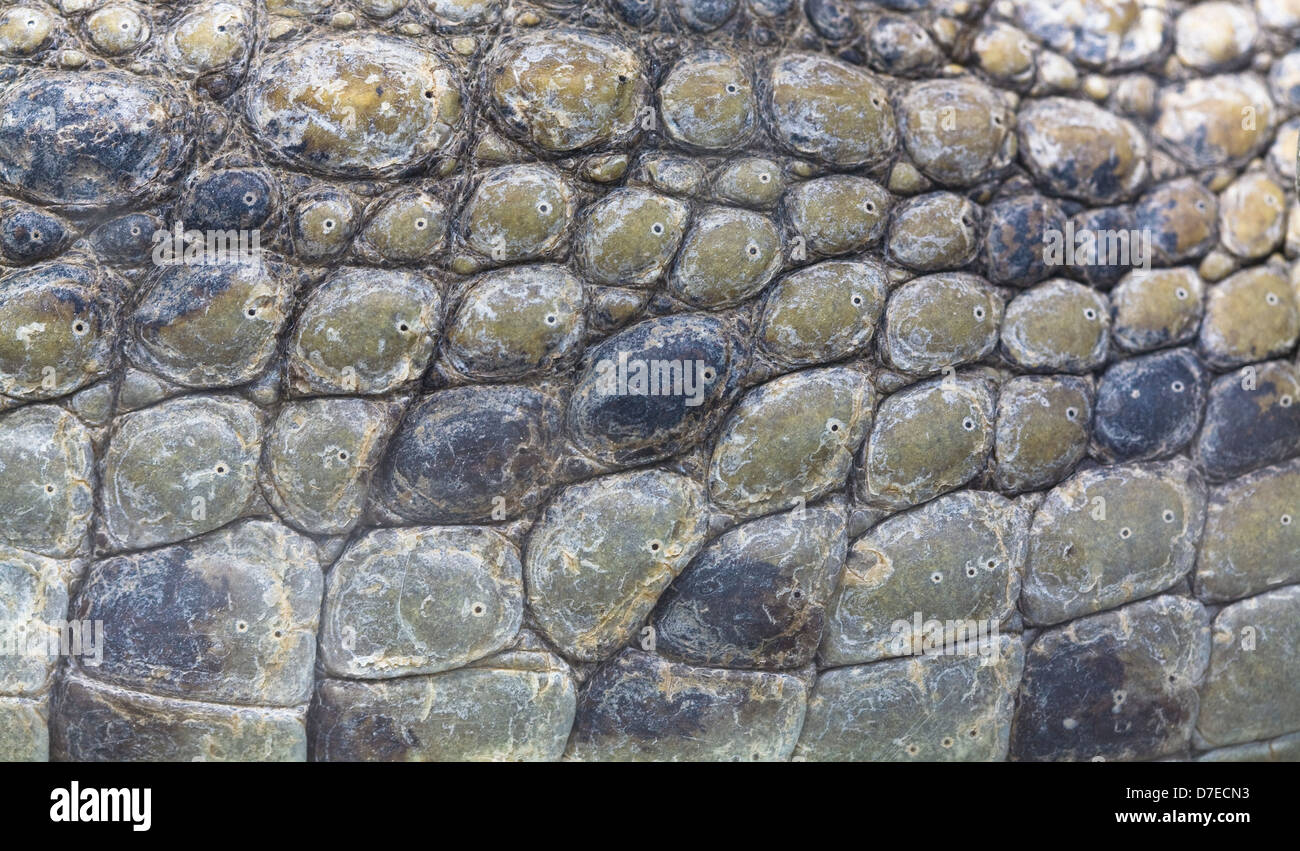 peau de crocodile Banque D'Images