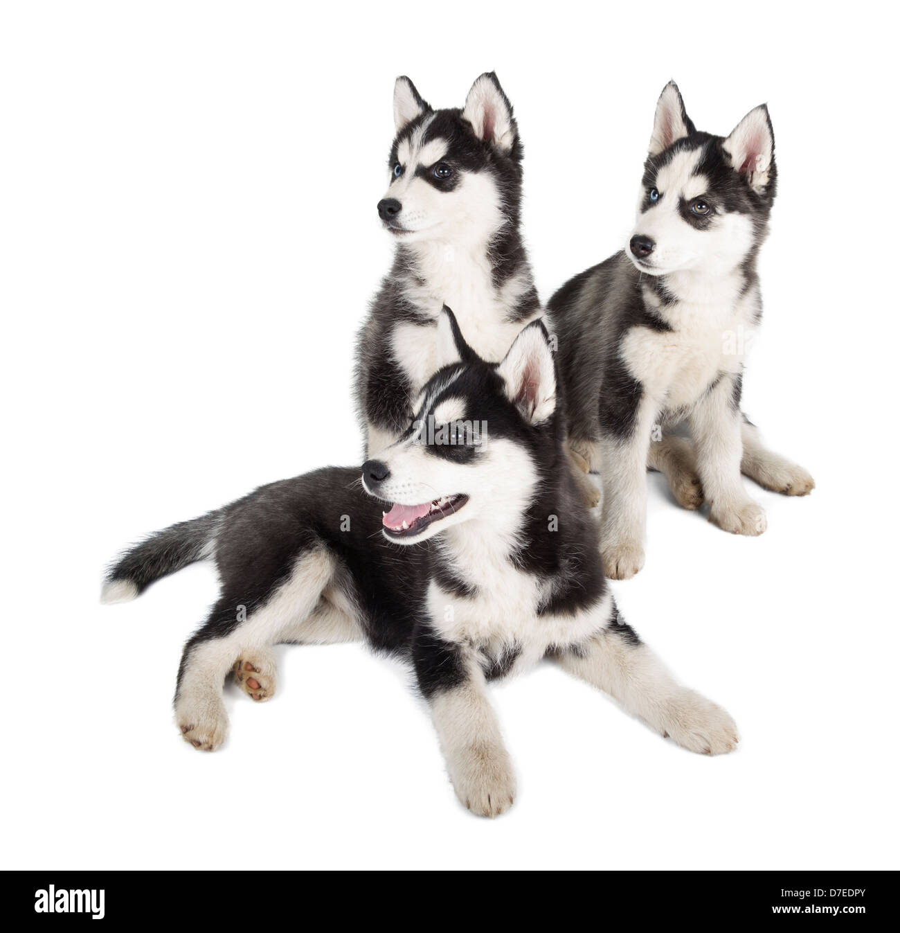 Chiot husky siberien blanc et yeux bleu Banque de photographies et d’images à haute résolution