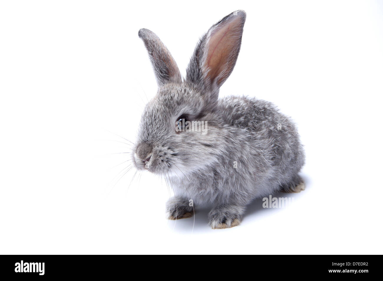 Bebe Lapin Gris Isole Sur Fond Blanc Photo Stock Alamy