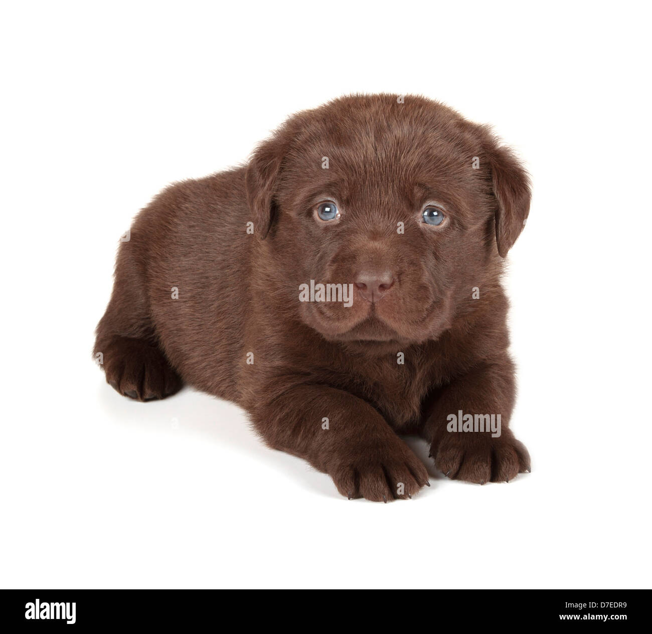 Labrador Chocolat Yeux Bleu