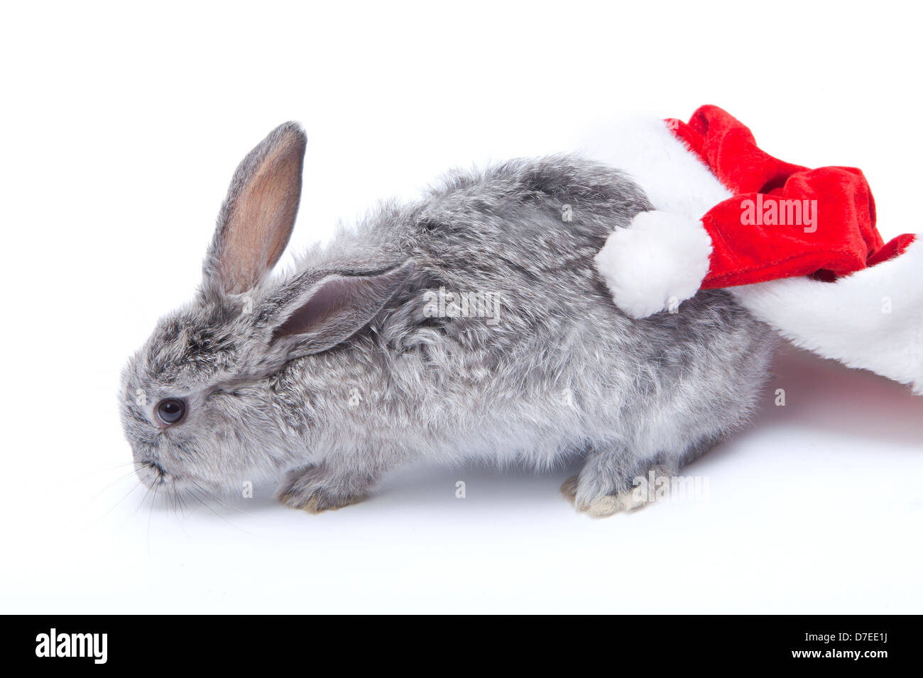 Bébé lapin gris avec grand chapeau de Père Noël sur fond blanc Banque D'Images