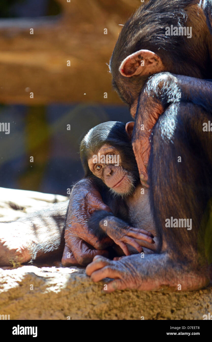 Chimpanzé captif hugging new born baby Banque D'Images