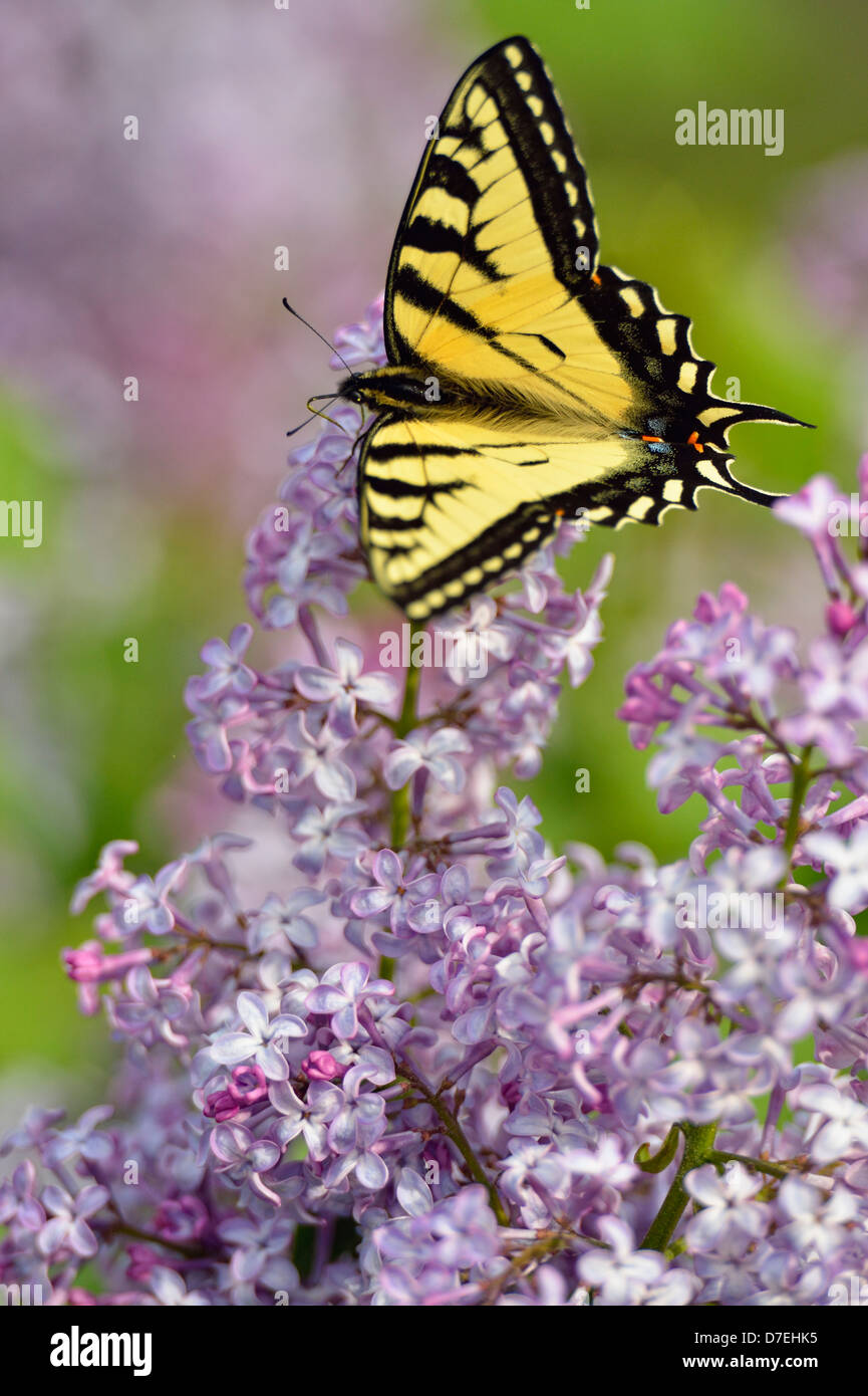 Papilio machaon tigre canadien Canadensis fleurs lilas de nectar le Grand Sudbury Ontario Canada Banque D'Images