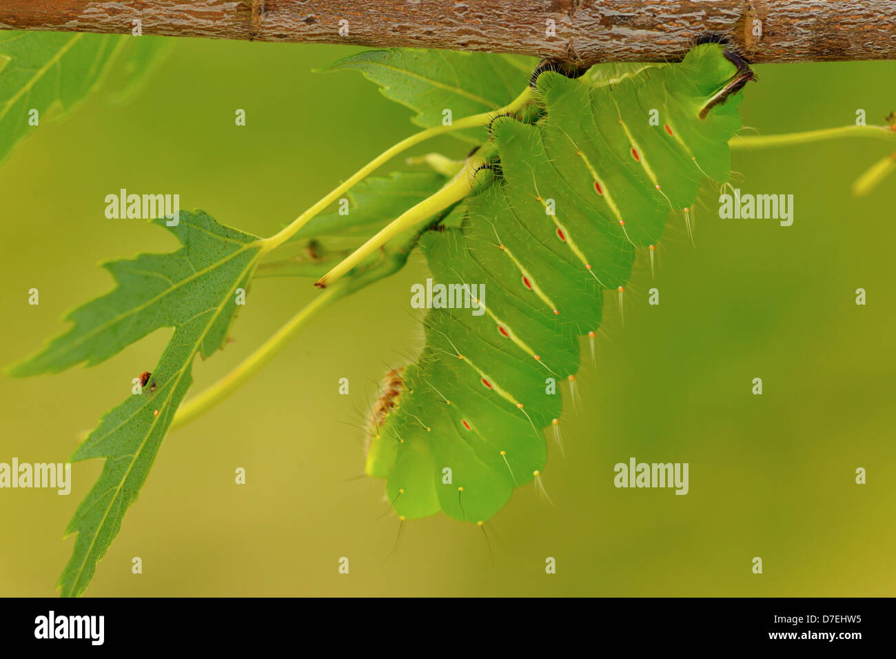 Polyphème Antheraea polyphemus Caterpillar au Manitoba érable Grand Sudbury Ontario Canada Banque D'Images