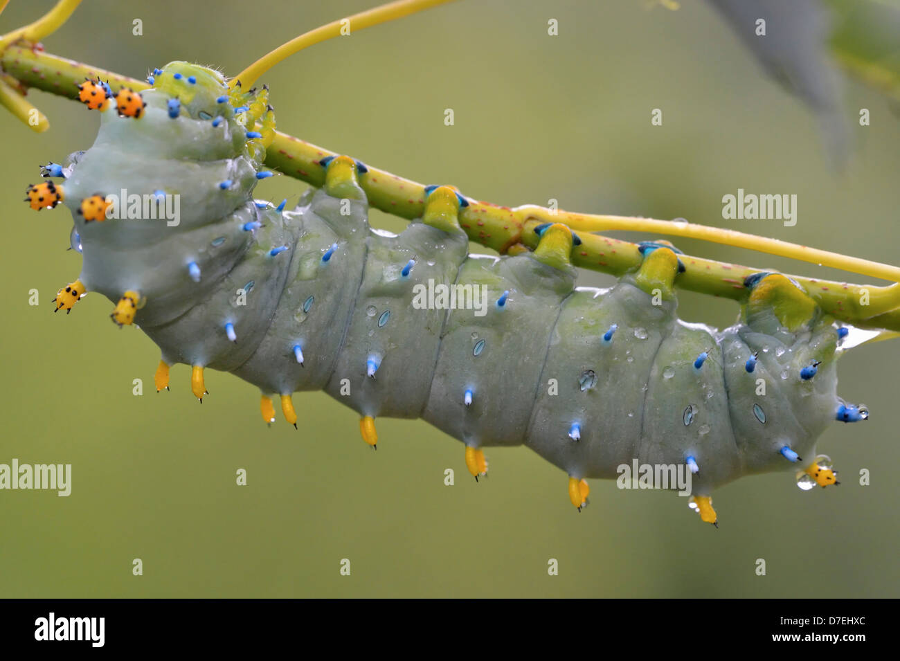 Papillon Hyalophora cecropia cecropia Derniers stades caterpillar au Manitoba érable Grand Sudbury Ontario Canada Banque D'Images