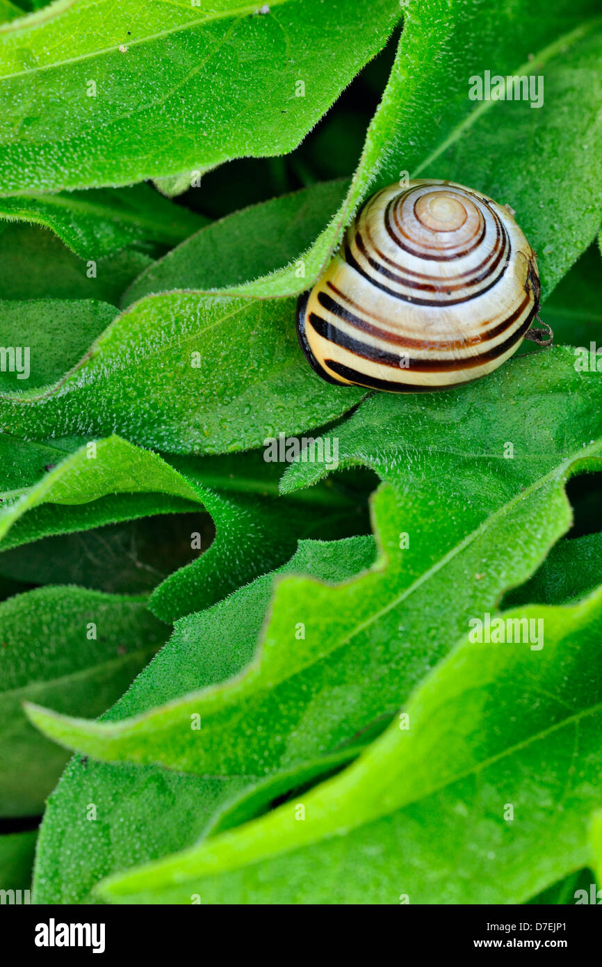 Escargot Cepaea nemoralis bagués dans la végétation en bordure de Thorold (Ontario) Canada Banque D'Images