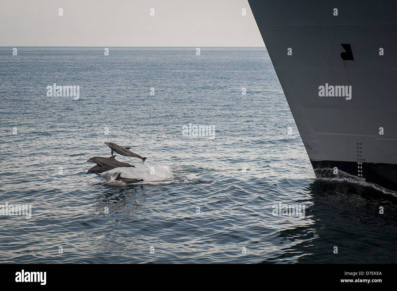 Dauphins nagent avec l'USNS Alan Shepard. Banque D'Images