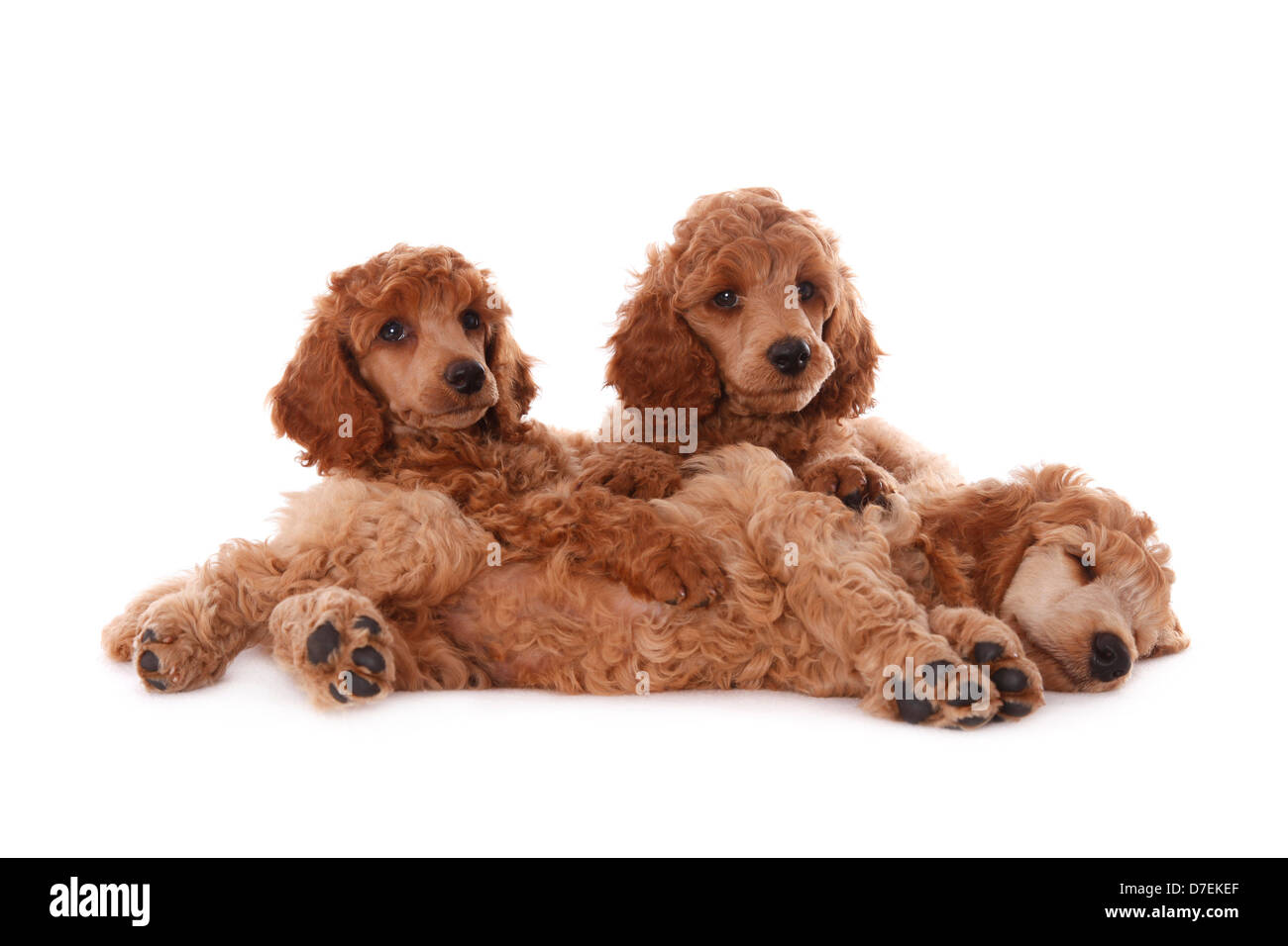 Chiots caniches Banque D'Images