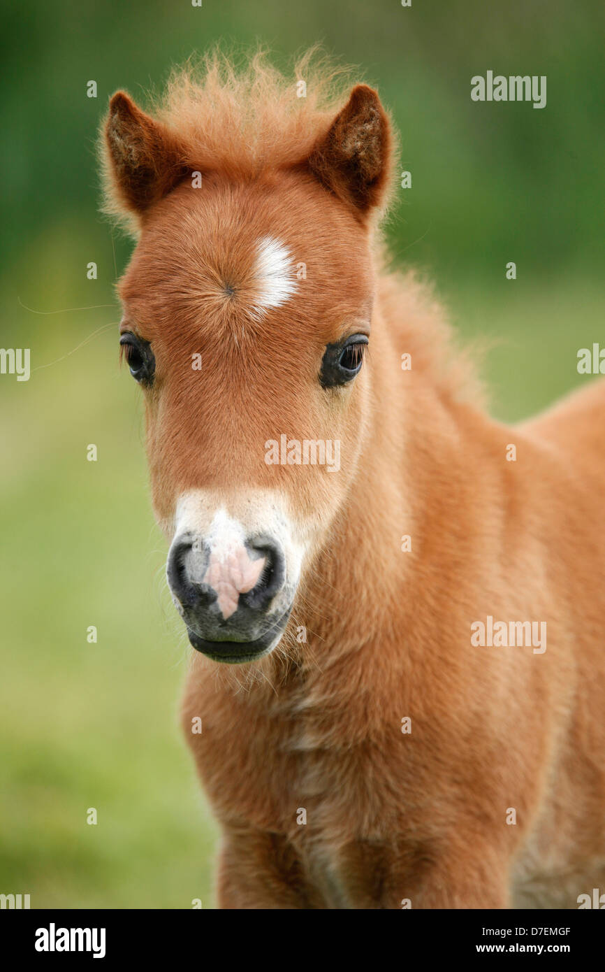 Poney Shetland poulain miniature Banque D'Images