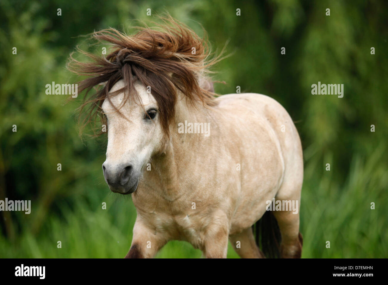 Poney Shetland étalon miniature Banque D'Images